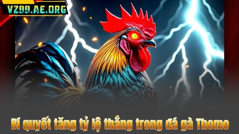 Bí quyết tăng tỷ lệ thắng trong đá gà Thomo
