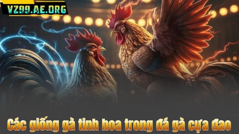 Các giống gà tinh hoa trong đá gà cựa đao
