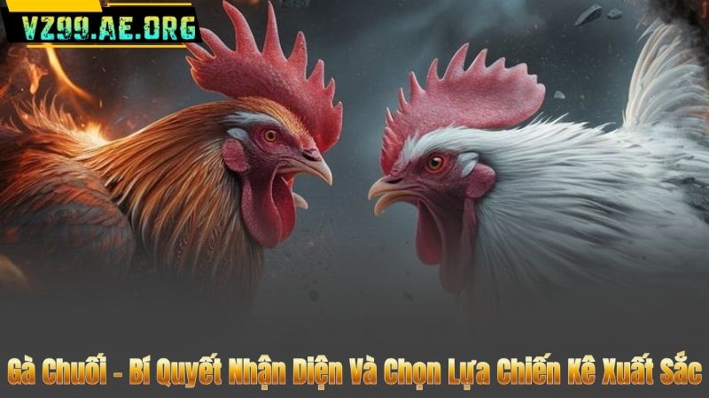 Gà Chuối – Bí Quyết Nhận Diện Và Chọn Lựa Chiến Kê Xuất Sắc